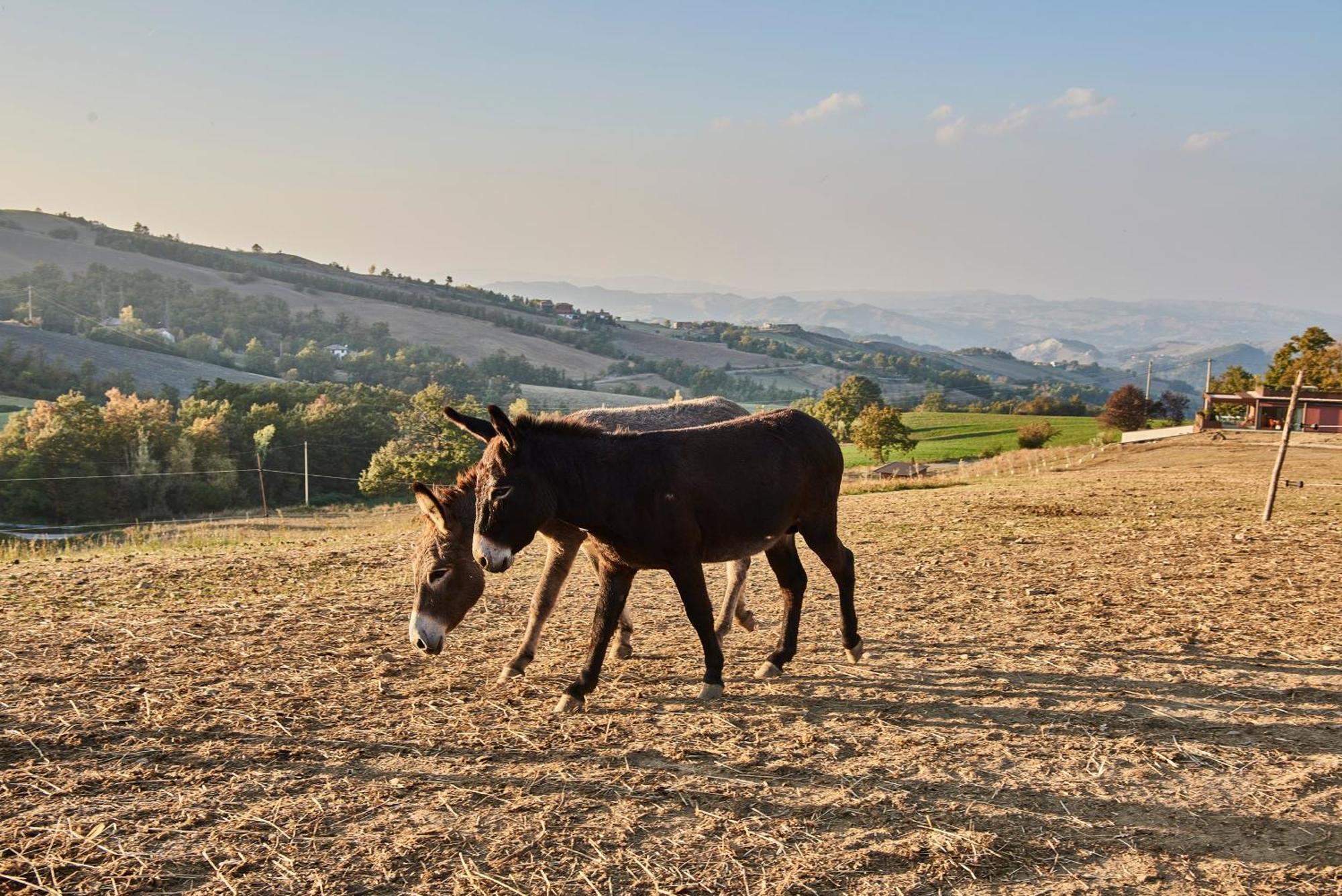 Agriturismo Prato Del Re Prignano sulla Secchia Exteriör bild